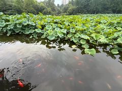 -龙头寺公园