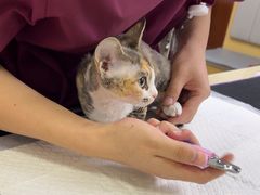 -美联众合动物医院·24h转诊中心