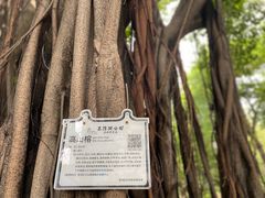-荔湾湖公园