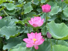 -莲花池公园