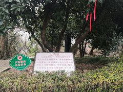 -上海佘山国家森林公园天马山园