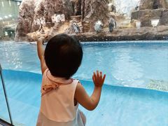 -帝企鹅自助餐厅•儿童岛•真企鹅(长隆企鹅酒店)