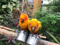 景点-南宫五洲植物乐园