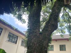 -普陀山雷迪森庄园
