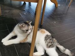 -猫色咖啡·猫咖