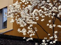 -龙华寺