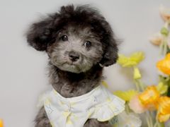 -翊宠yipet猫狗购宠庄园犬舍•猫舍