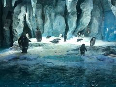 -帝企鹅自助餐厅•儿童岛•真企鹅(长隆企鹅酒店)