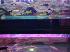 -中环花鸟鱼虫市场