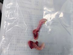 -北京观赏动物医院·24小时大型综合·猫专科·异宠专科