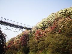 -贵州百里杜鹃风景名胜区