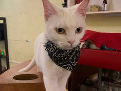 -猫色咖啡·猫咖