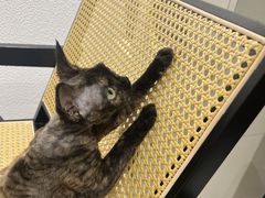 -琪喵猫屋·撸猫猫咖·猫舍