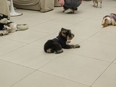 -怪兽屋·羊驼·猫咖·狗咖(俊华广场店)