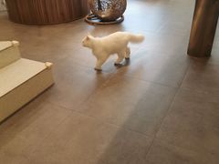 -飞行喵MR PILOT|猫舍·猫咖(静安大融城店)
