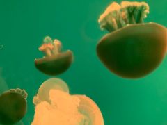 -福州罗源湾海洋世界旅游区