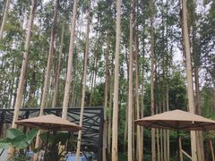 -桉树林A coffee 森林餐厅(三圣乡店)