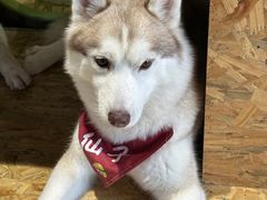 -Husky Go! 哈士奇体验馆·宠物咖啡厅狗咖