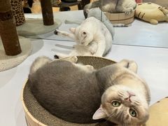 -COLOR PETS 撸猫馆·购猫·猫咖(长风大悦城店)