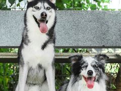 -良成狗狗乐园