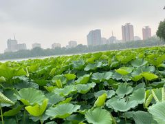 -莲花池公园