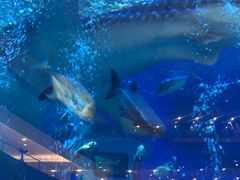 -成都浩海立方海洋公园