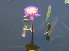 -国家植物园南园