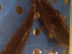 锡纸鲫鱼-金山烤肉(中兴公园店)