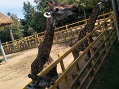 -西霞口神雕山野生动物世界