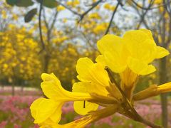 -天适樱花悠乐园