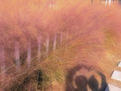-嘉北郊野公园