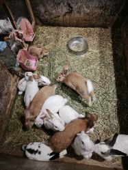 -酷嗒动物文化乐园(cutezoo西溪乐天城店)