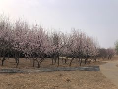 -马家湾湿地公园