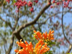 -东莞植物园