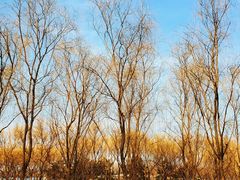 -大兴滨河森林公园