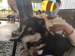 -柴犬高等学院·狗咖·柴犬售卖·宠物训练