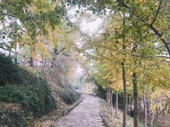 -千年银杏谷文化旅游区