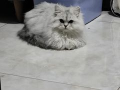 -猫大福·Fortune Cat猫舍(百子湾店)