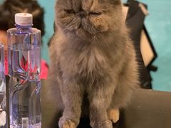 -猫小院猫主题咖啡厅(北锣店)