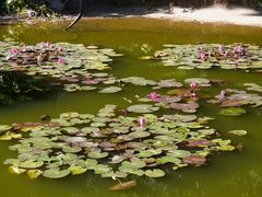 -深圳国际园林花卉博览园