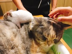 -藦茜花园宠物主题亲子互动体验馆(国顺东路店)