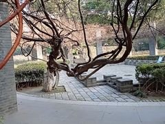 -红梅公园