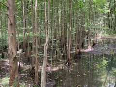 -桤木河湿地公园