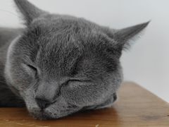 -Catmate·猫肥家润(金润铂宫店)