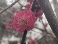 -无锡梅园公园