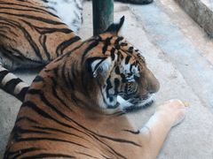 -栾川竹海野生动物园