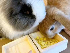 -猫猫幼稚园·撸猫·桌游·电玩