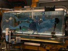 -奥兰多迪士尼动物王国乐园