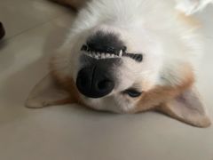 -美联众合动物医院·24h转诊中心