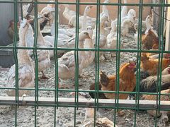 -鱼窝棚柴火铁锅炖(富山屯店)